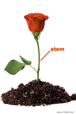 Do Kids Really Care About Stem Education.